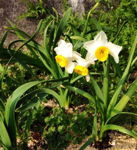 水仙 花|スイセン（水仙）の植え付けや育て方と植物の特徴を。